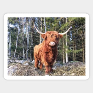 Scottish Highland Cattle Cow 2299 Sticker